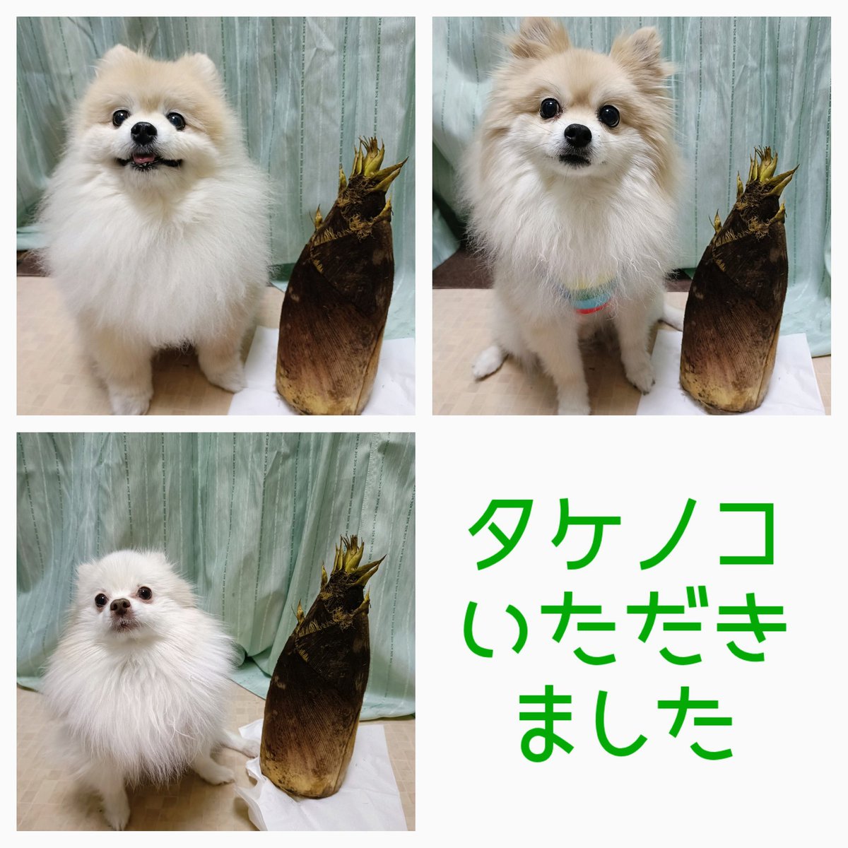 庭ぽめぢ tweet media