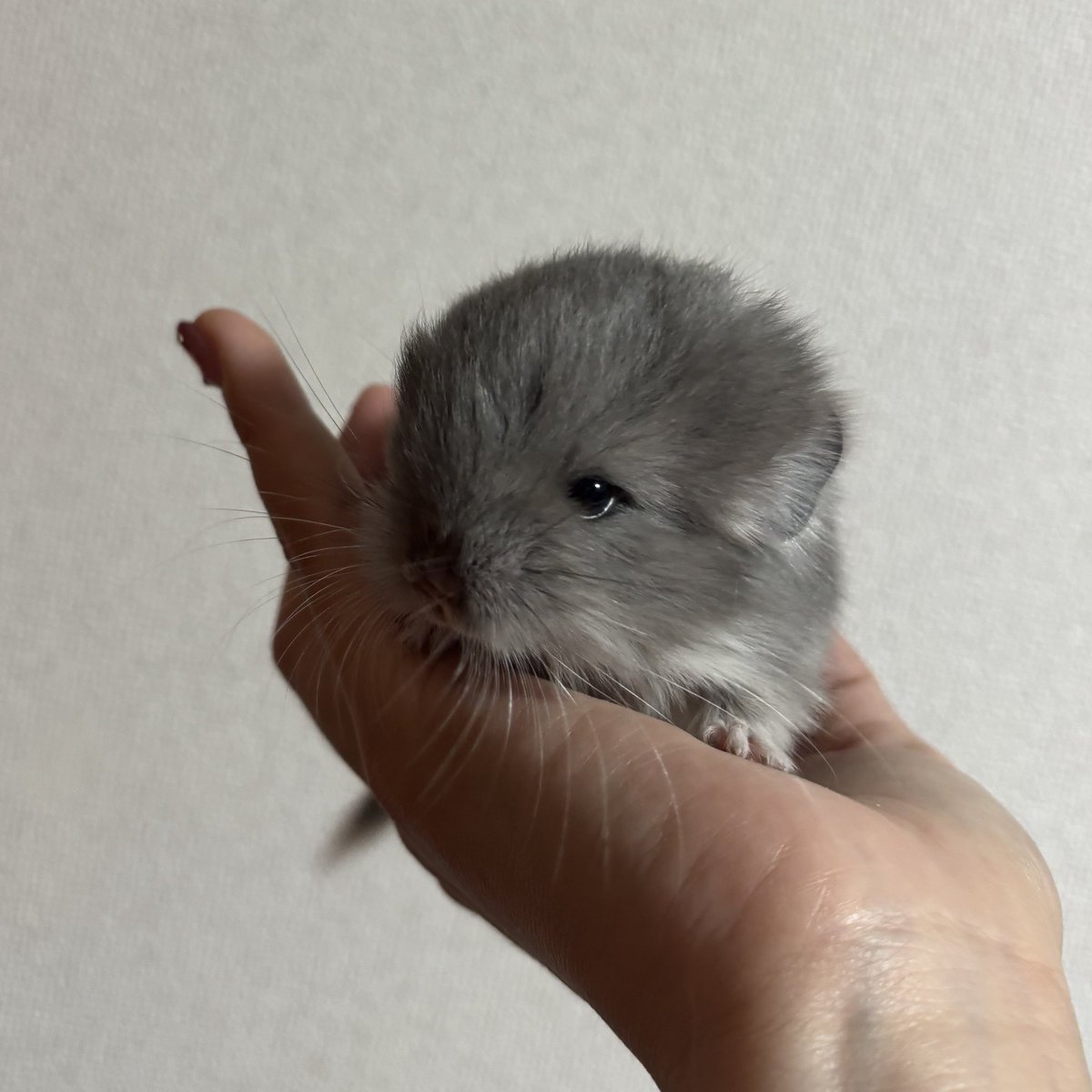 ペットショップLittletail（リトルテール） tweet media
