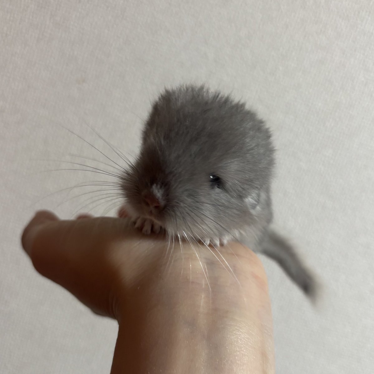 ペットショップLittletail（リトルテール） tweet media