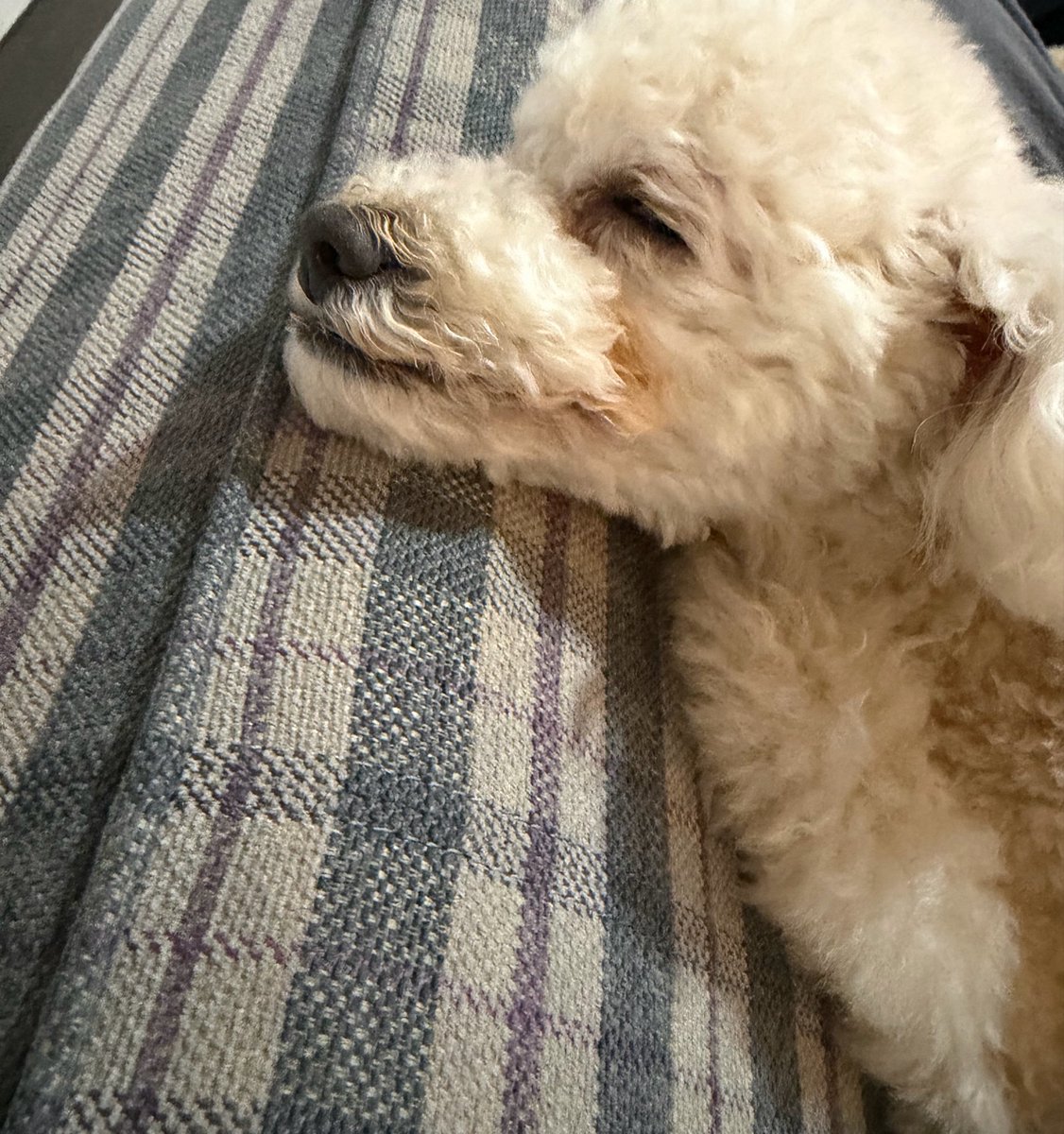 プー・ルイ tweet media