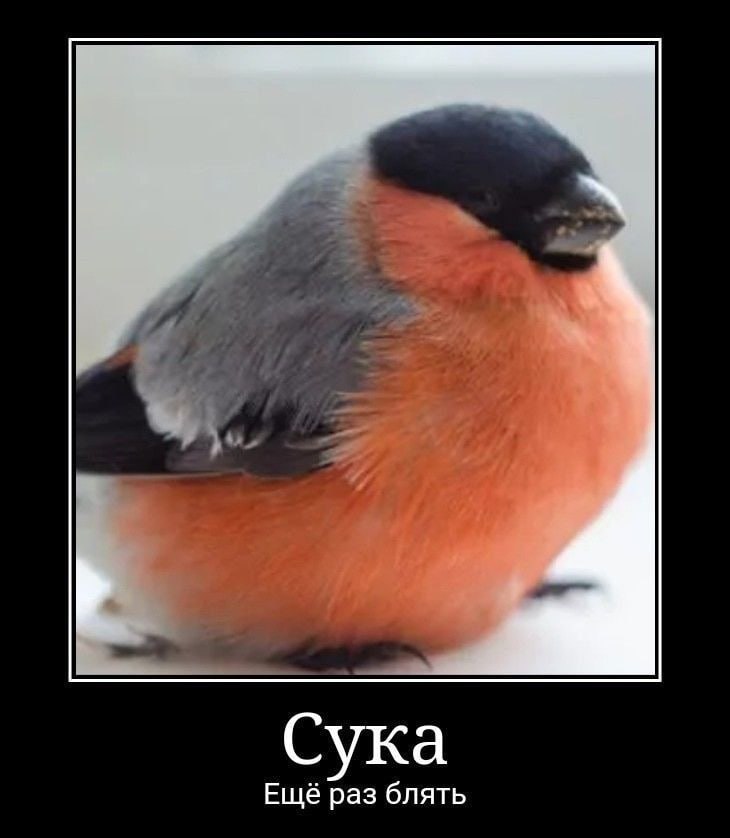 я совратила бога tweet media