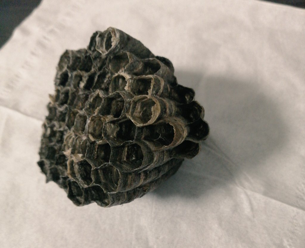 三月病患者 tweet media