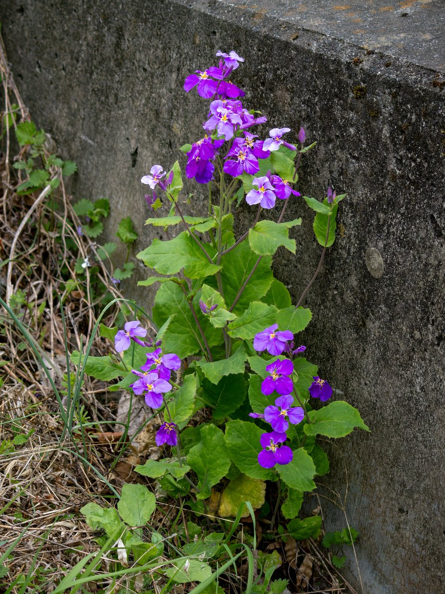 小柴雪 tweet media