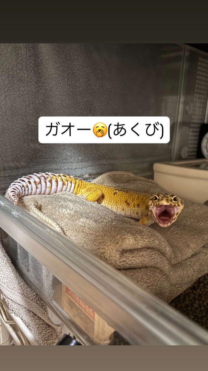 かず【ゆらちゃん垢𓆌】 tweet media