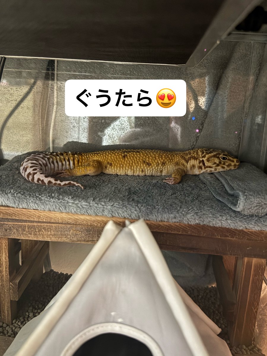 かず【ゆらちゃん垢𓆌】 tweet media