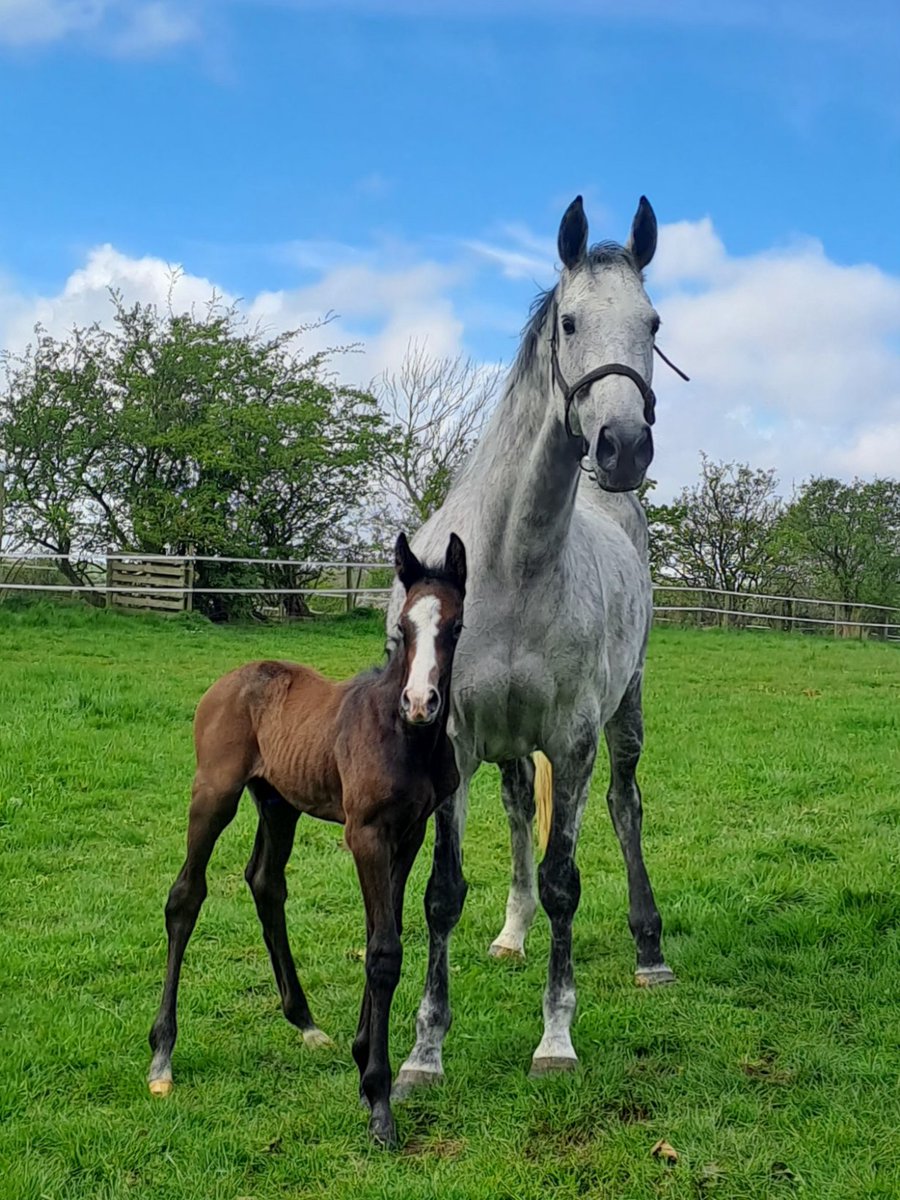 GillianBoanasRacing tweet media