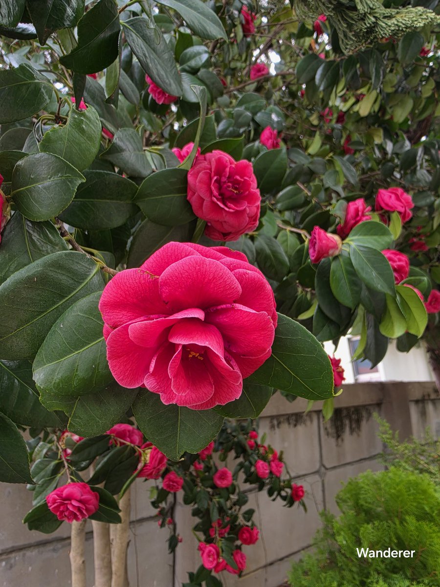 Wanderer tweet media