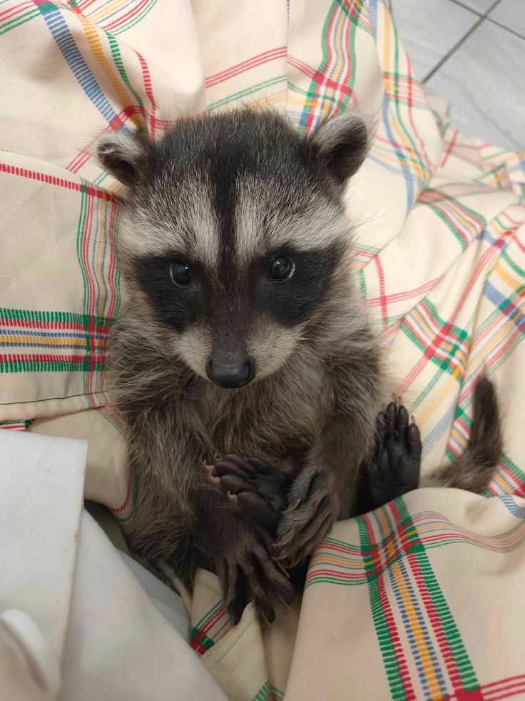 silly raccoons & pandas tweet media