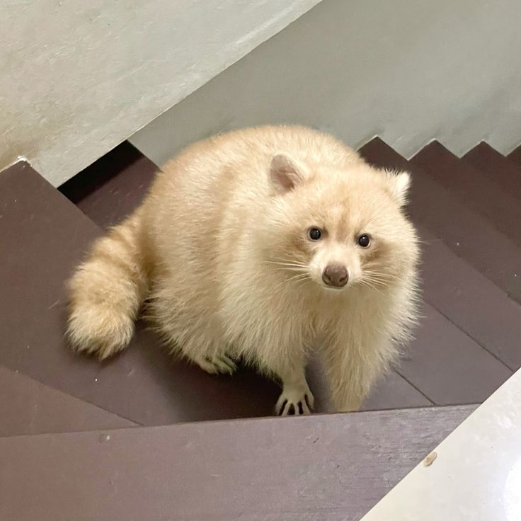 silly raccoons & pandas tweet media