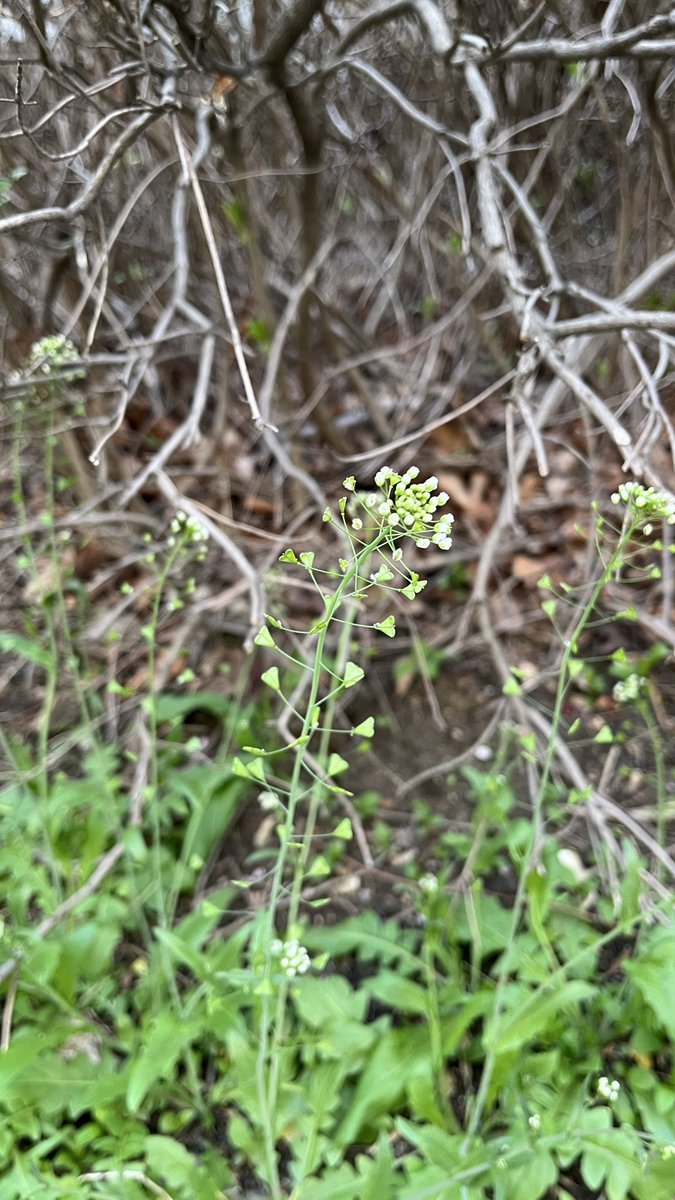 whatleavesname's tweet image. 냉이꽃🦢
🌸Shepherd's Purse (Capsella bursa-pastoris)

작고 하얀 꽃이 피는 흔한 봄 들풀이에요.
잎 모양은 사랑스러운 하트입니다!
한국에서는 이른 봄에 잎과 뿌리를 채취하여 냉이 된장국, 전 등 다양한 봄 맞이 요리로 활용한답니다🤤
#wildflowers #plants #springflowers #nature