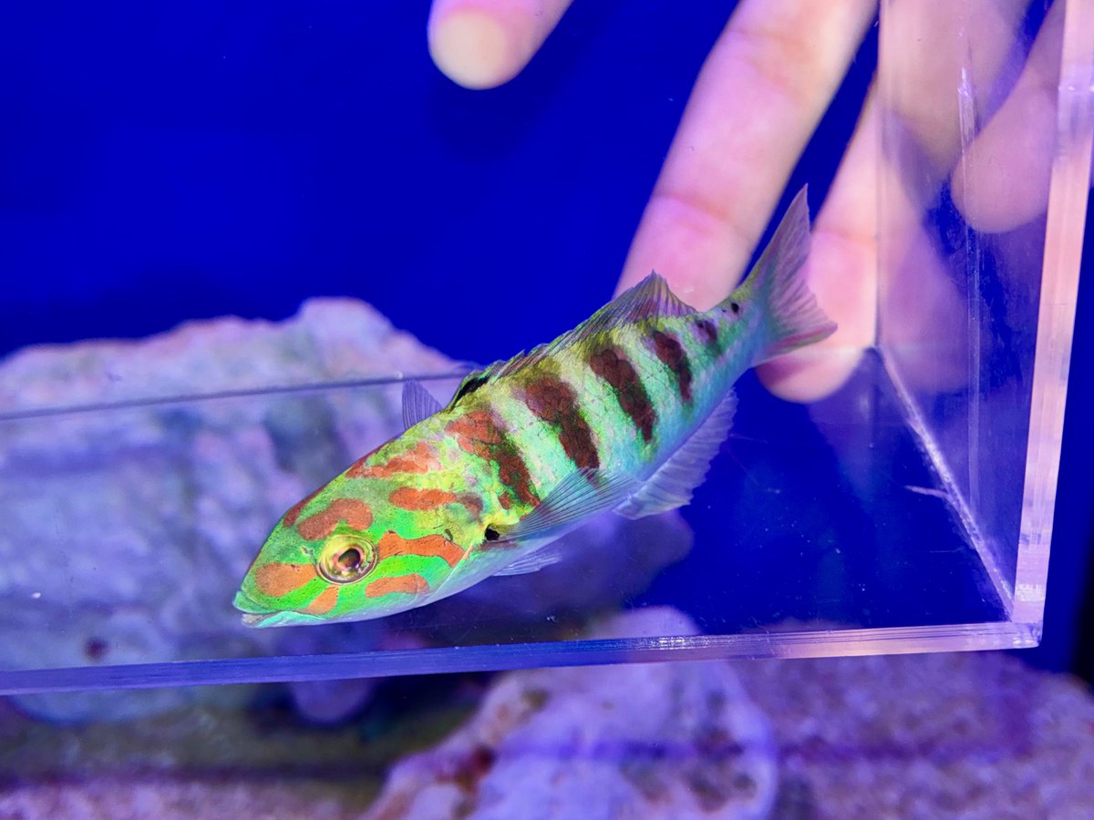 マリン@リミックスみなと店 tweet media