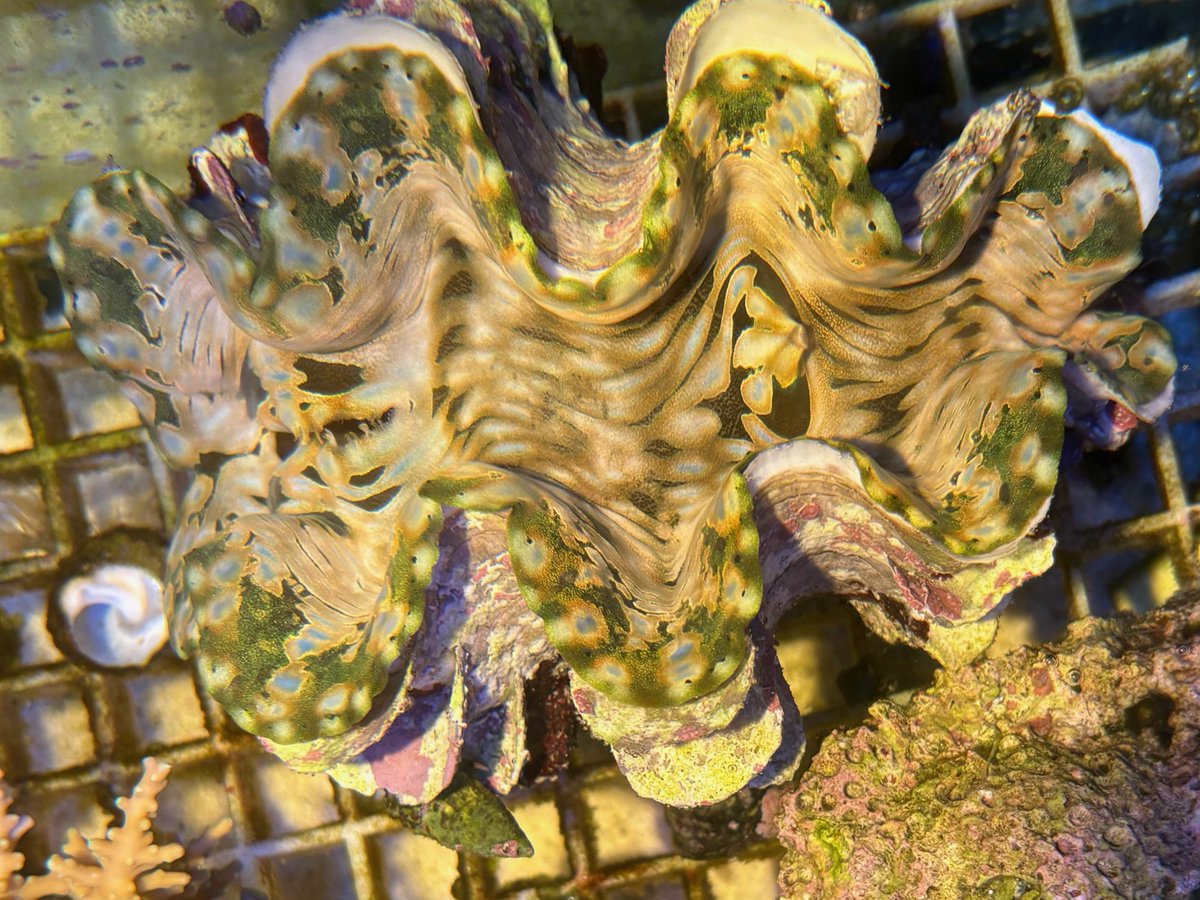 マリン@リミックスみなと店 tweet media