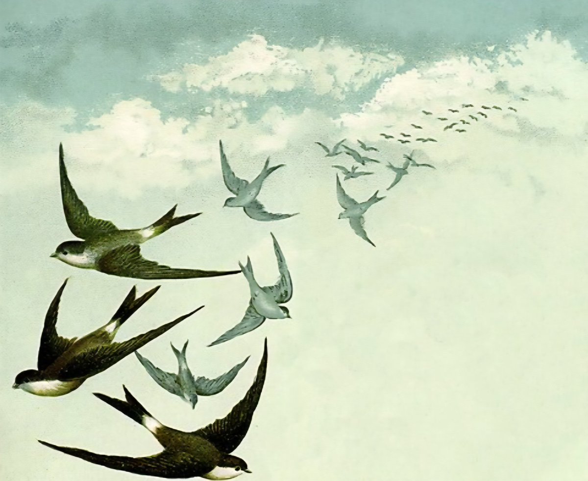 josettehersent's tweet image. Se faire printemps 
quand nous revient l'hirondelle 
la beauté est joie 

#haïku