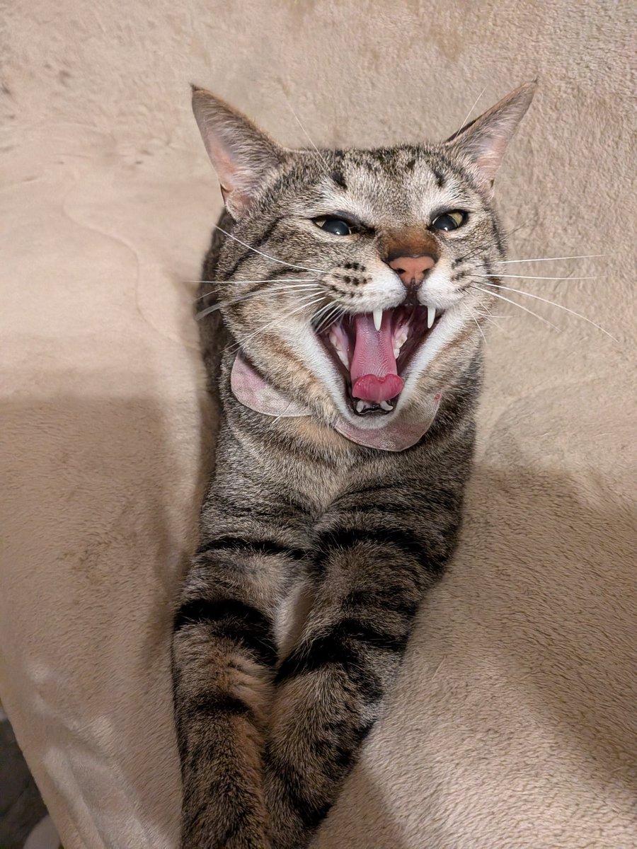 ギャーーーーーー‼️
ただのあくびの瞬間です🥱🥱🥱
 #保護猫  #猫  #猫のいる暮らし
