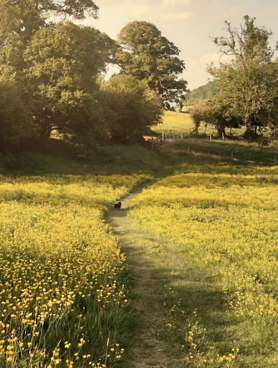 WanderLens tweet media