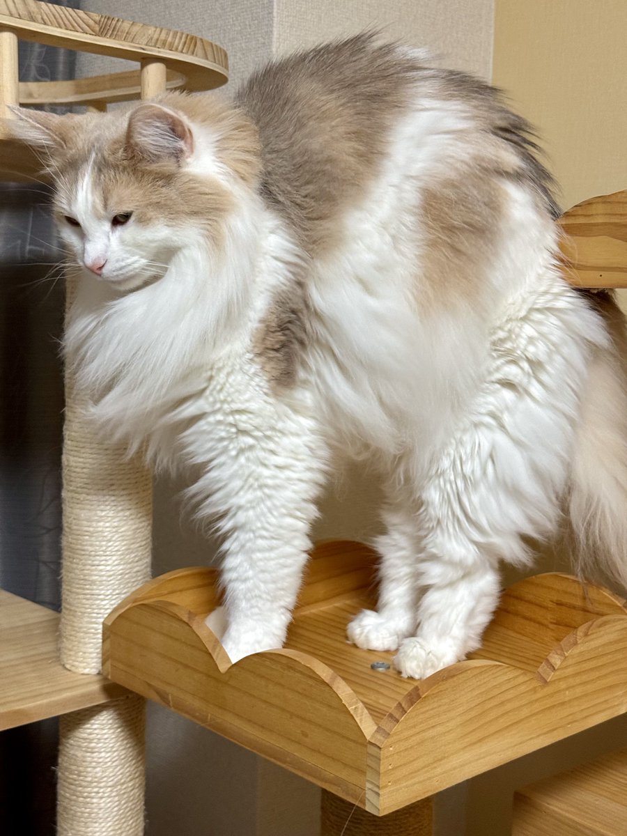 エドリー tweet media