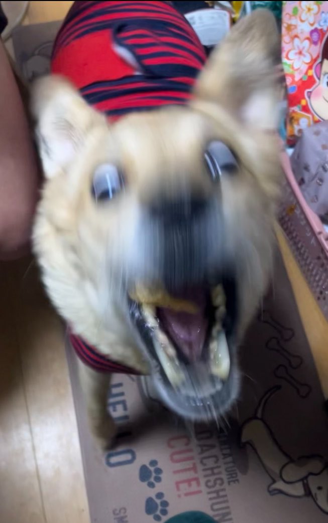 塩田☆ tweet media