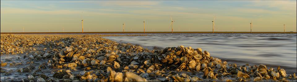 MENAFN's tweet image. The Surprising Power Of Seashells: How Oyster Waste Can Recapture Rare Earth Elements #Surprising #Power #Seashells: #Oyster #Waste #Recapture #Rare #Earth #Elements #Airports #Flights #Cars #Vessels #Electric #Vechicle dlvr.it/TS30qv