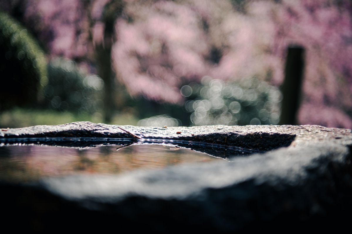 美祢市の南原寺です　水鏡
 #nikon #D780 #photography #写真 #桜 #cherryblossom #枝垂れ桜 #美祢市 #南原寺