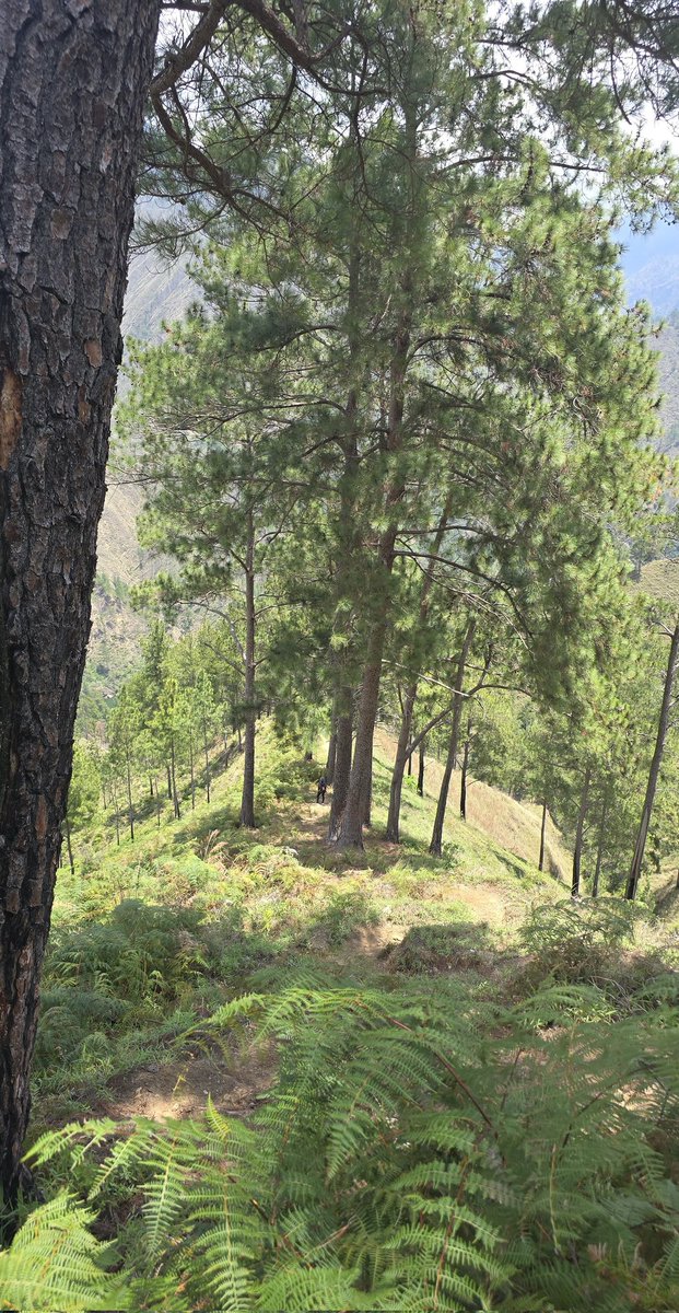 ElianaAriasG's tweet image. Esos paisajes. 🤩#Palomino. #SanJuan #RD ⛰️🇩🇴🌿