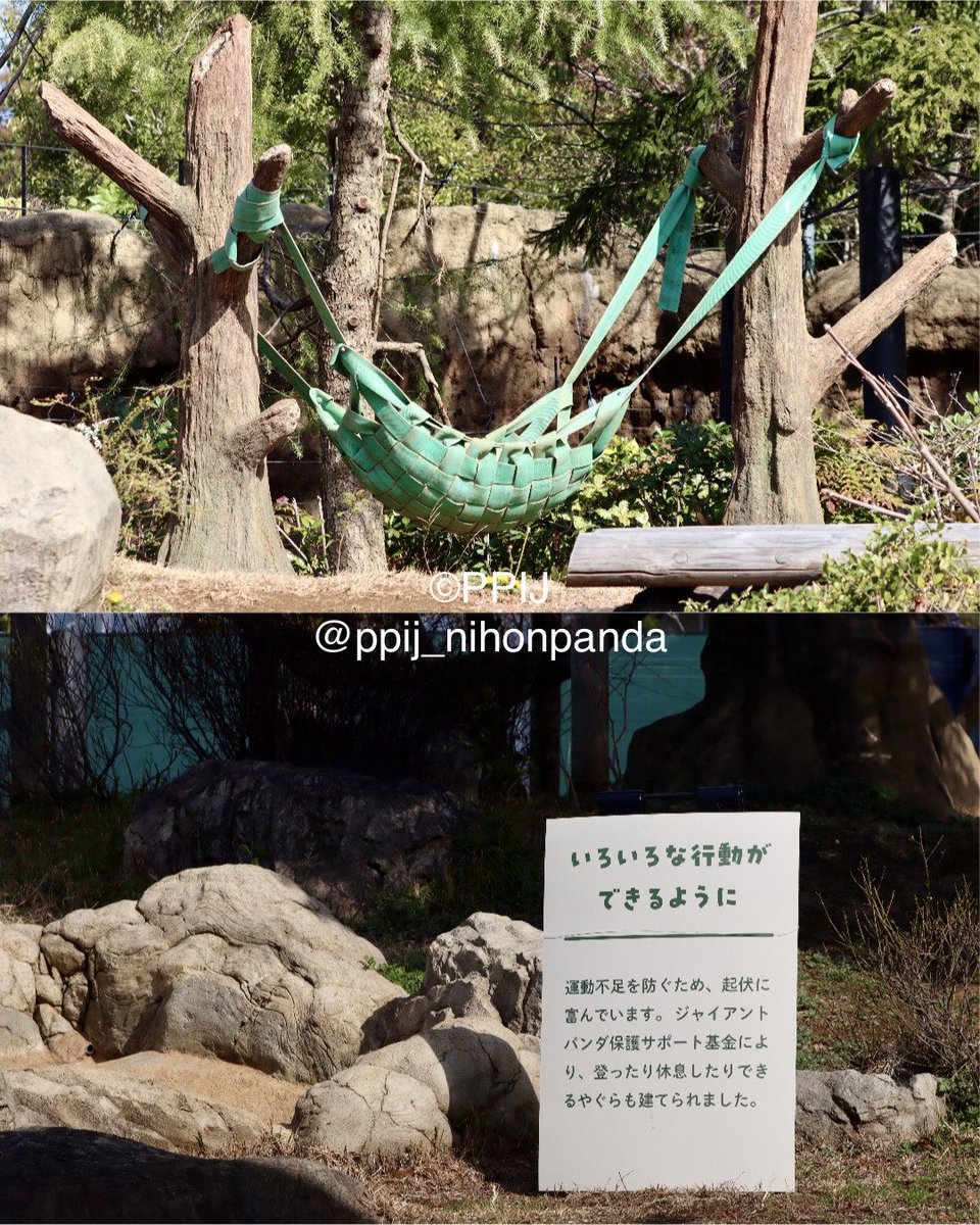 日本パンダ保護協会【公式】 tweet media