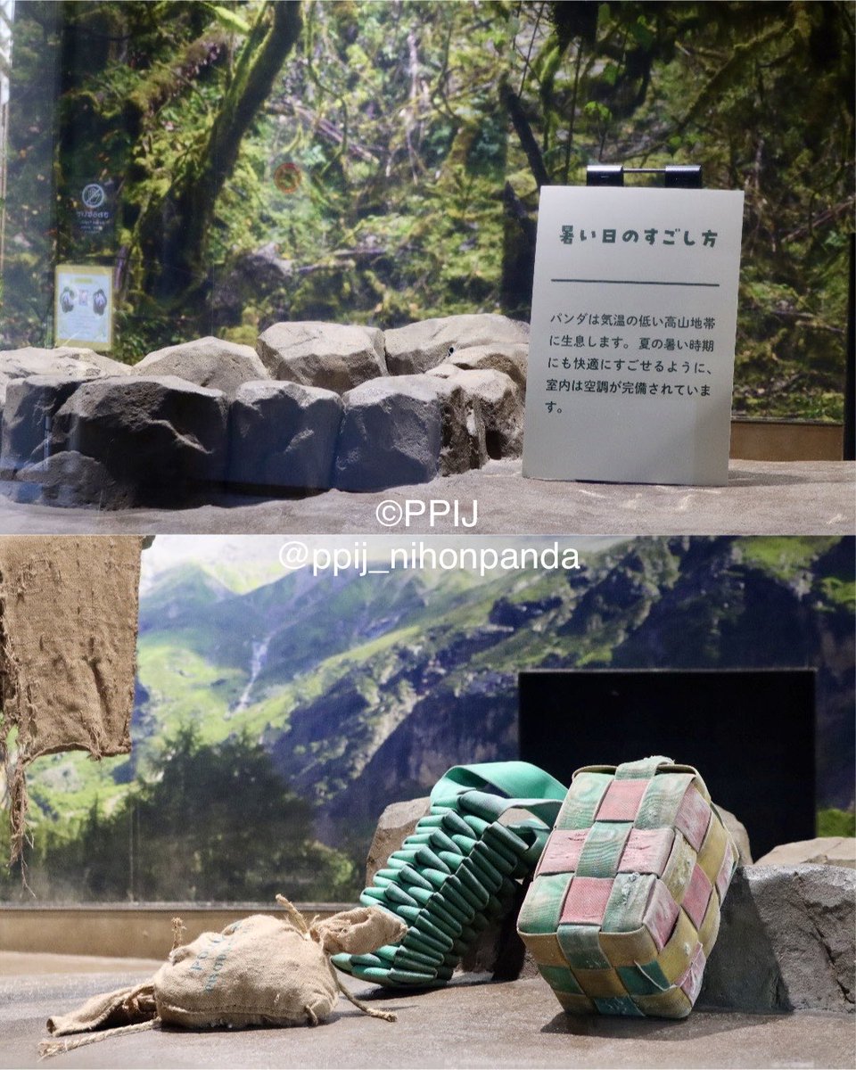 日本パンダ保護協会【公式】 tweet media