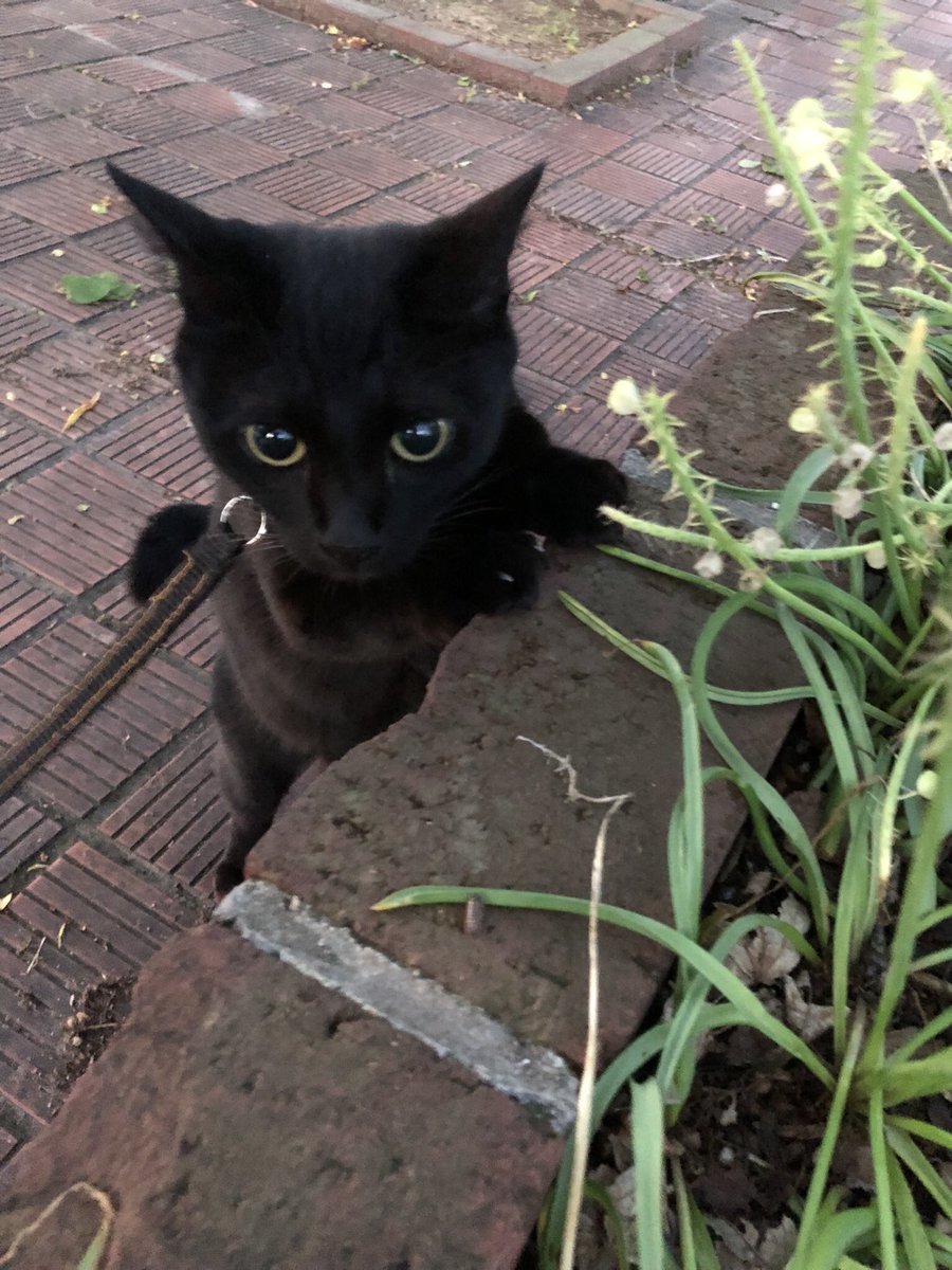 こっちゃんの大冒険@猫YouTuber tweet media