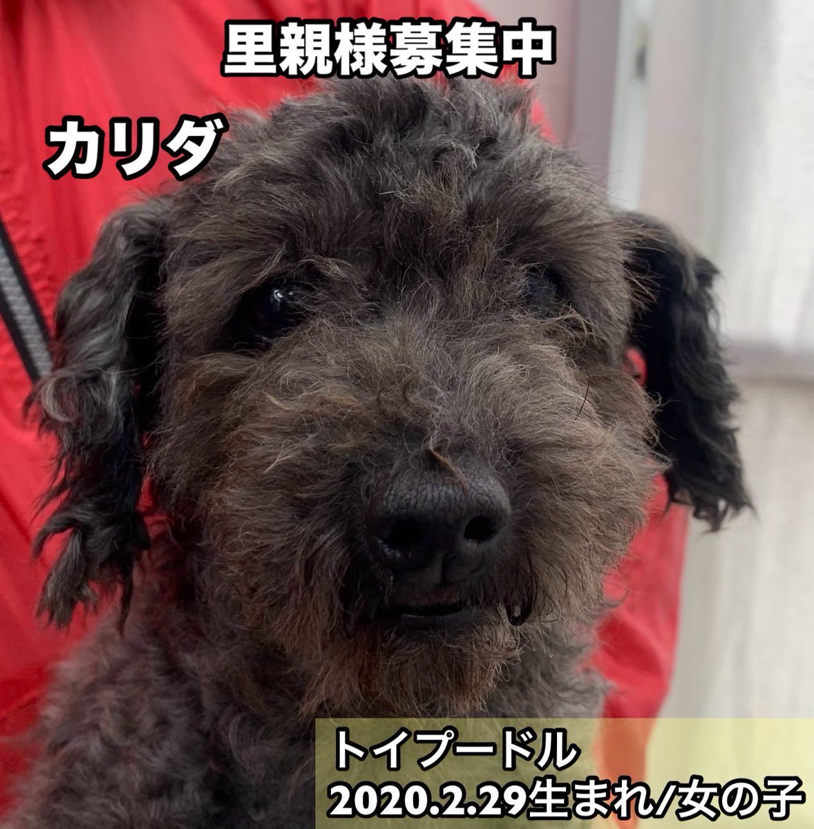 保護犬カフェ®鶴橋店 tweet media