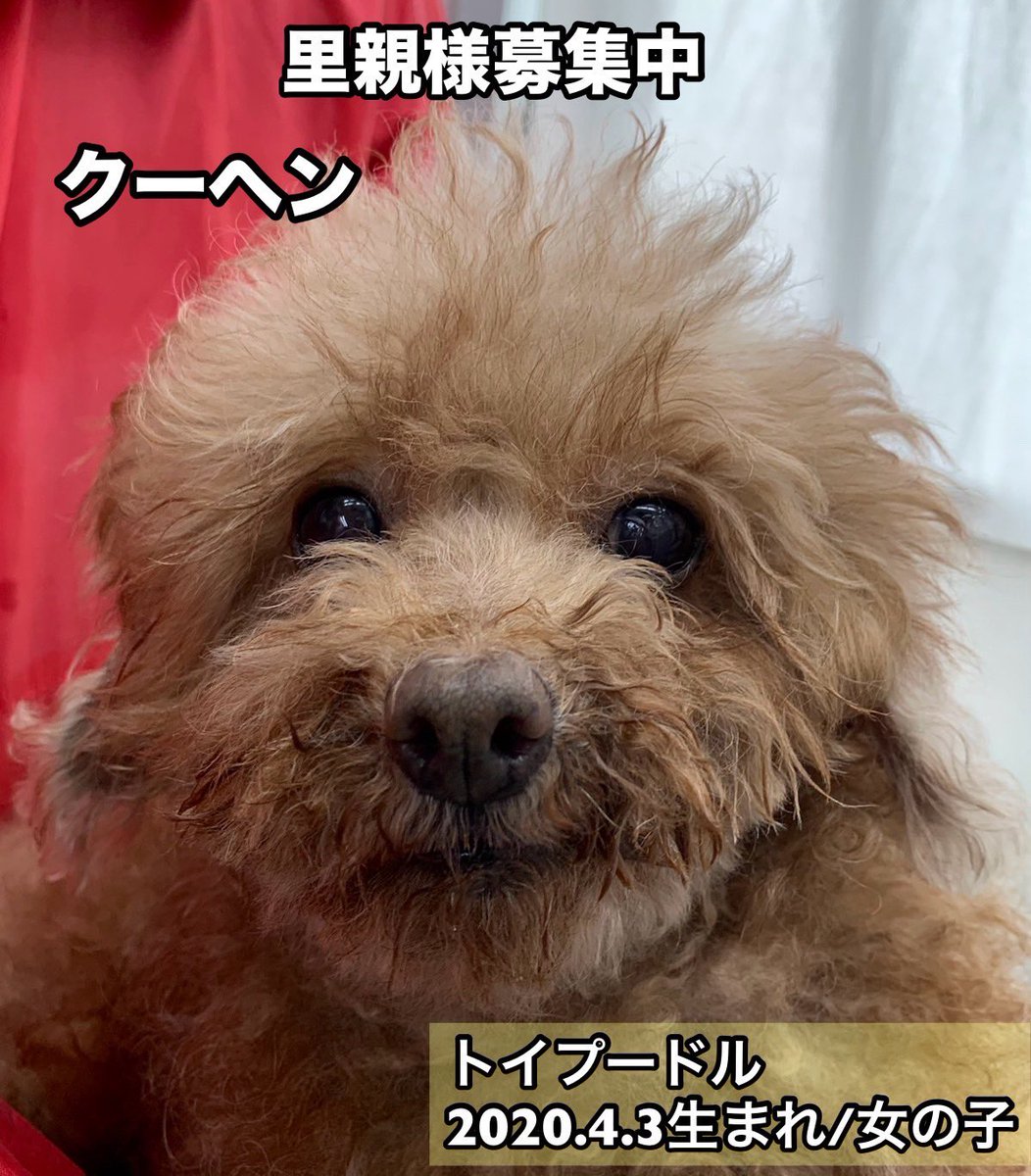 保護犬カフェ®鶴橋店 tweet media