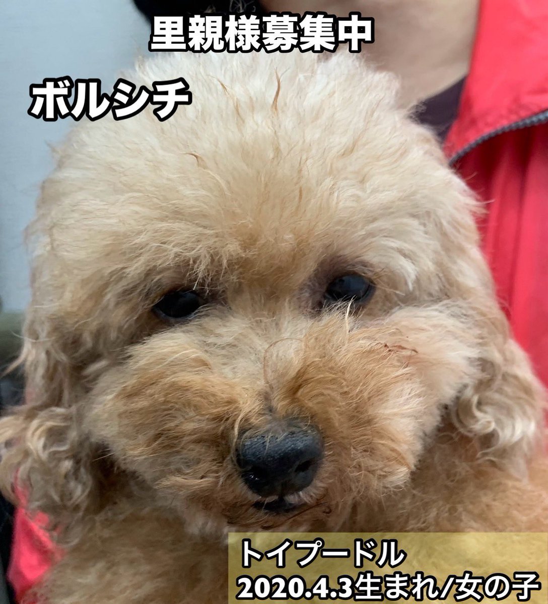 保護犬カフェ®鶴橋店 tweet media
