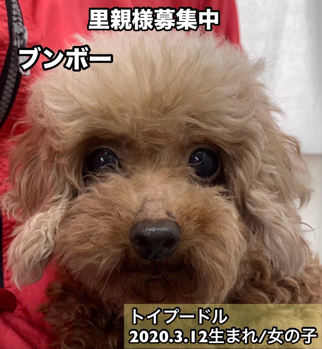 保護犬カフェ®鶴橋店 tweet media