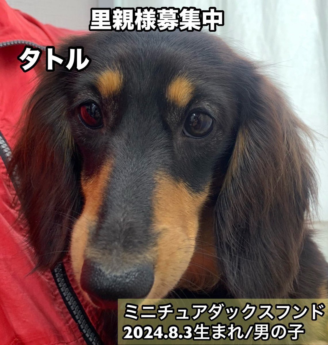 保護犬カフェ®鶴橋店 tweet media