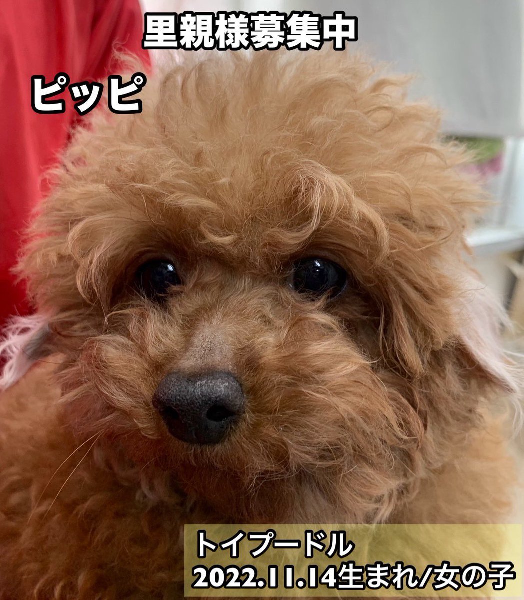 保護犬カフェ®鶴橋店 tweet media