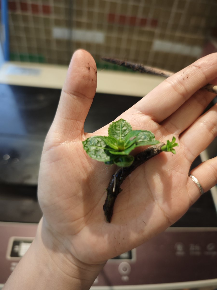 ساامي سمر tweet media