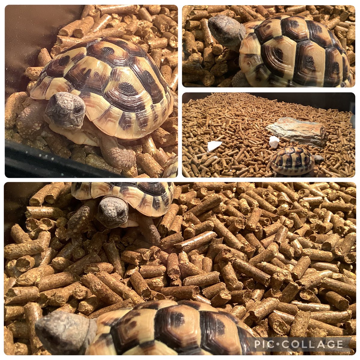 pentrefoelas's tweet photo. Croeso i Ysgol Pentrefoelas!! Mae’r crwbanod wedi cyrredd!!! 😀 Diolch Mr Evans!! @canigymru 🐢🐢 https://t.co/Uk7ul4QpAZ