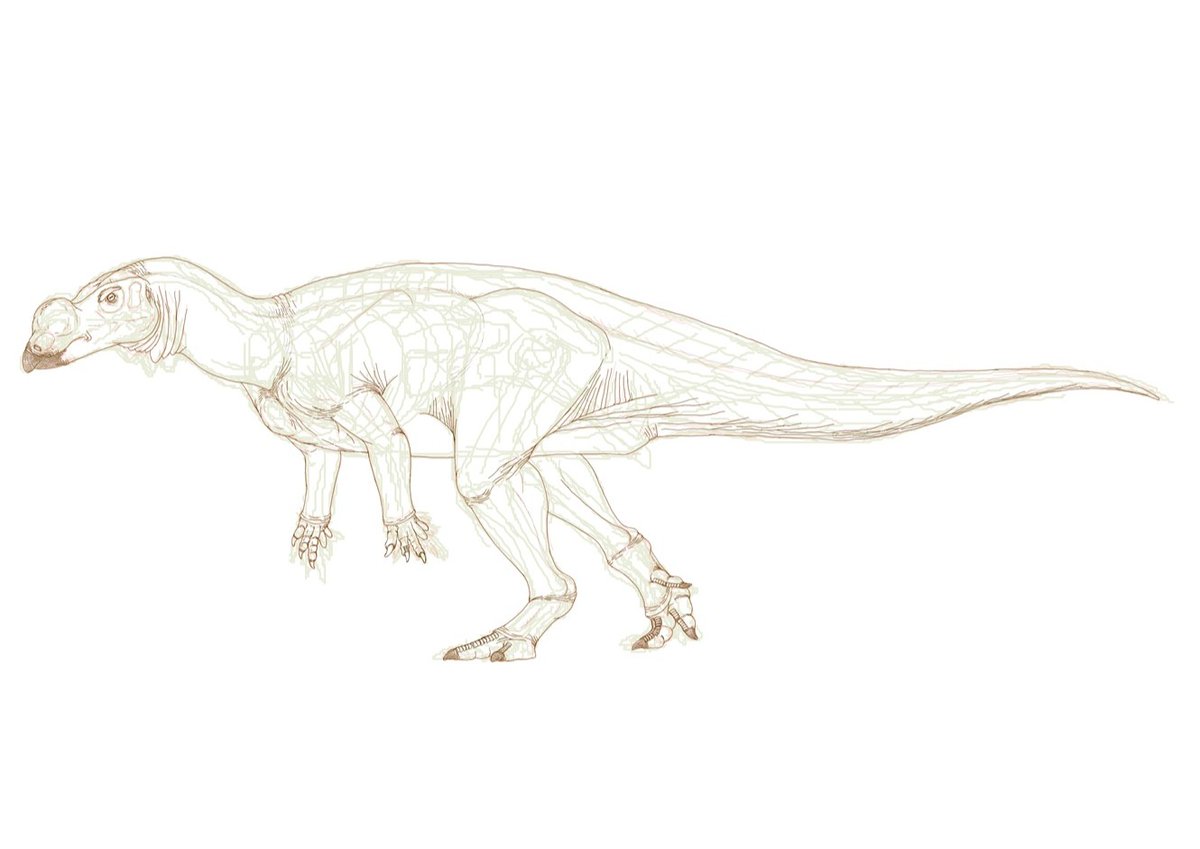 kta92751434's tweet photo. #Muttaburrasaurus
#ムッタブラサウルス
この子も研究が進んだら意外な事実がわかってきて面白いね~😋 https://t.co/a0CXK764aS