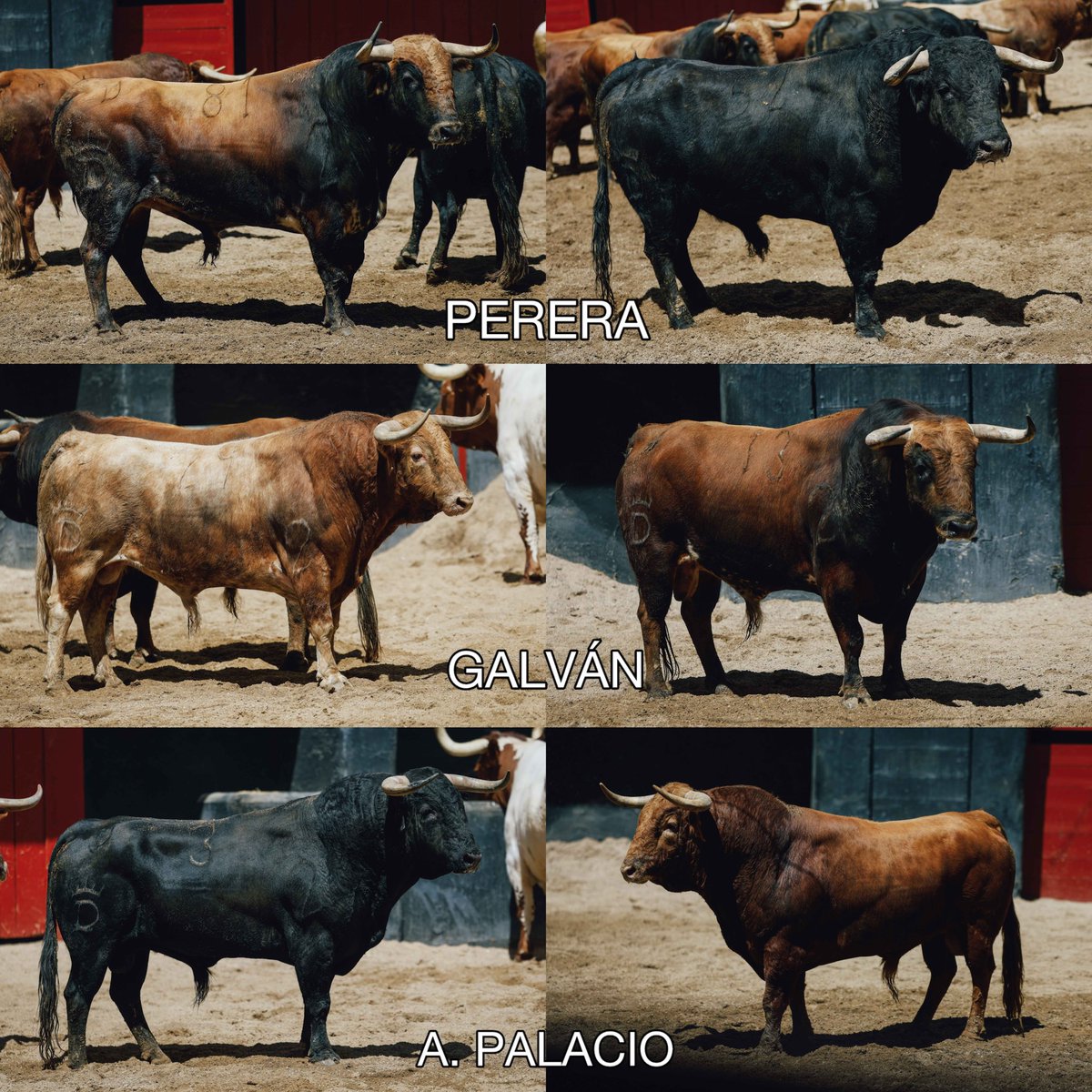 Tercio de Quites tweet media