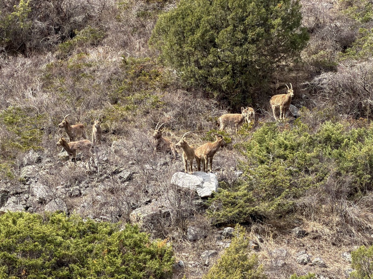 Glacial gorge of Ala Archa and the elusive Siberian ibex. #bishkek #chuy #kyrgyzstan