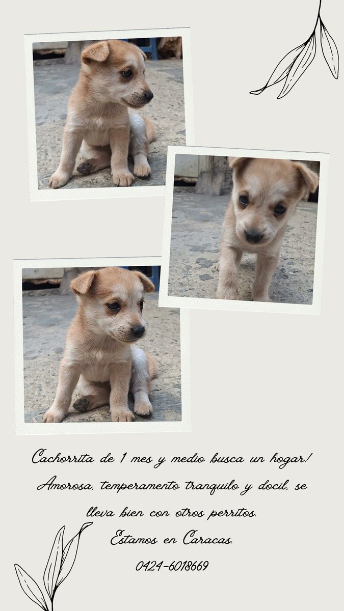 apoyocanino's tweet photo. Amigos
Ayudamos a esta preciosura en Caracas a encontrar un hogar lleno de amor como ella?
Información en la imagen
Gracias 💞💪🌷🤩🙏
#juntossalvamosvidas
#somosrac
#casosdeterceros https://t.co/5hQVy9oxoJ