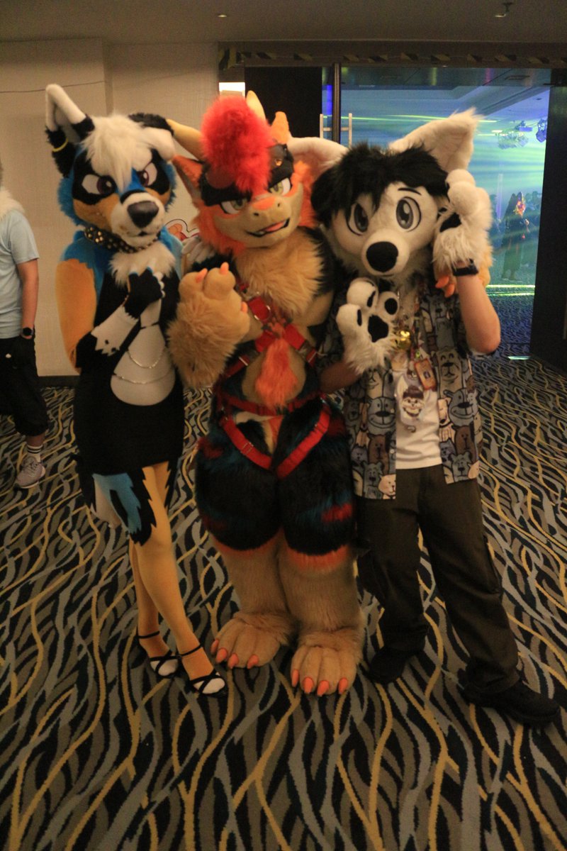 koimei2's tweet photo. @Law_CY @ClaraCoydog @Shamo_Fursuit #FURUM2025 https://t.co/UsHqxSu871