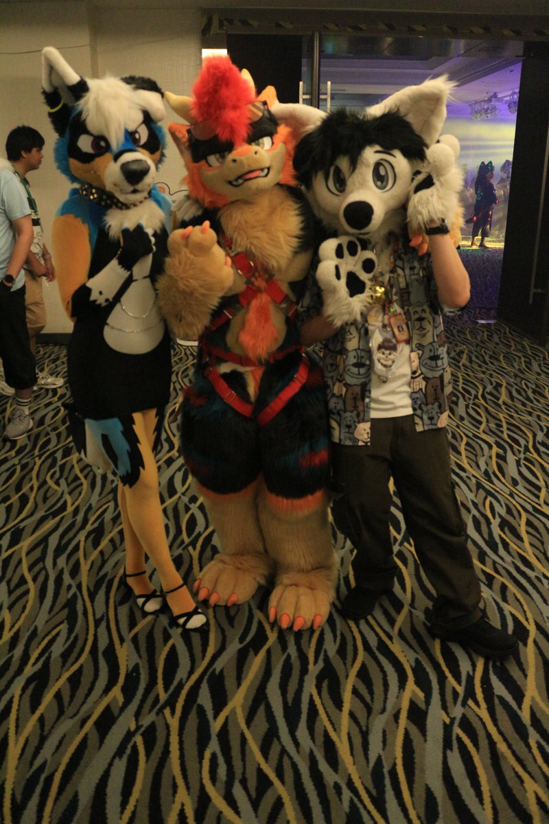 koimei2's tweet photo. @Law_CY @ClaraCoydog @Shamo_Fursuit #FURUM2025 https://t.co/UsHqxSu871