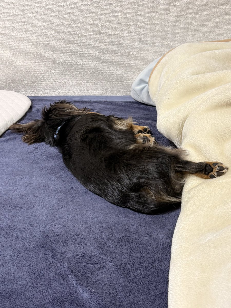 しか煎餅 tweet media