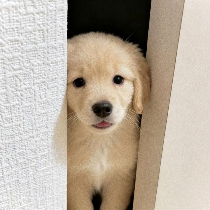 Dogs all the way tweet media