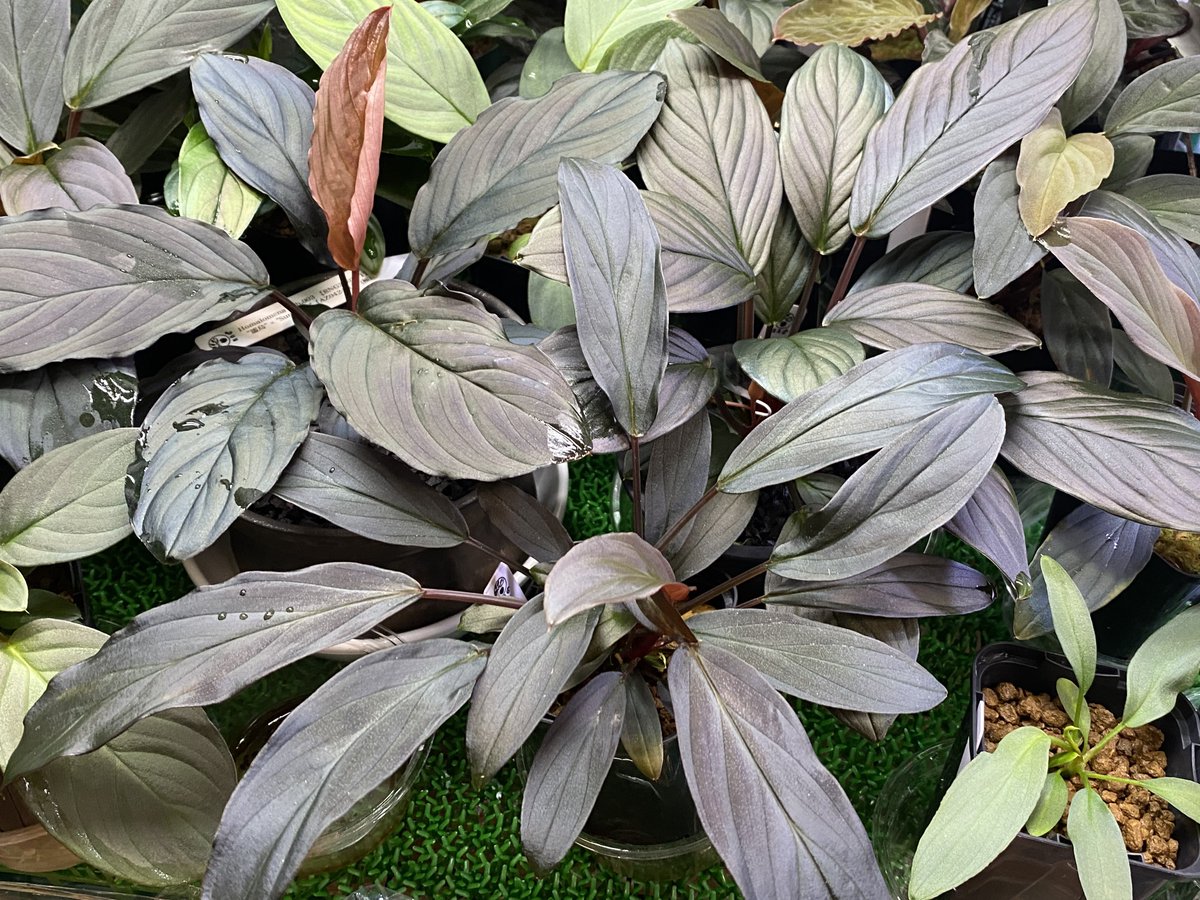 ringo_aqua tweet media