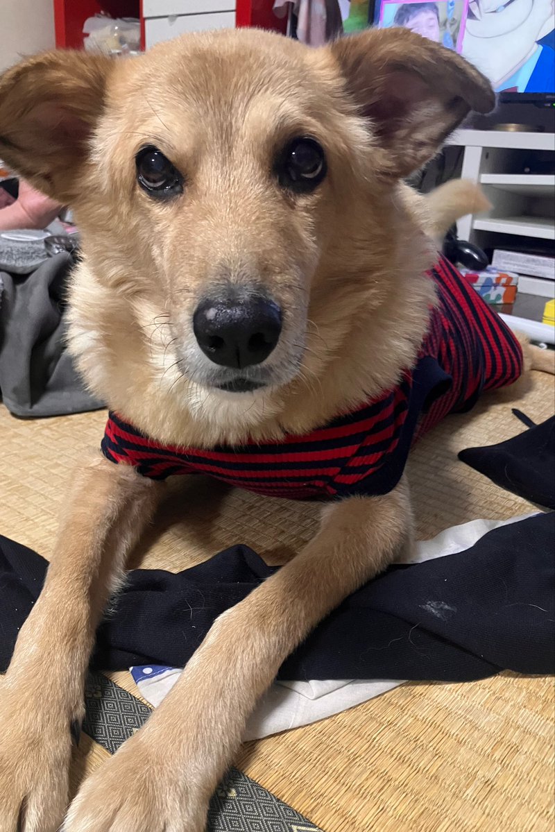 塩田☆ tweet media