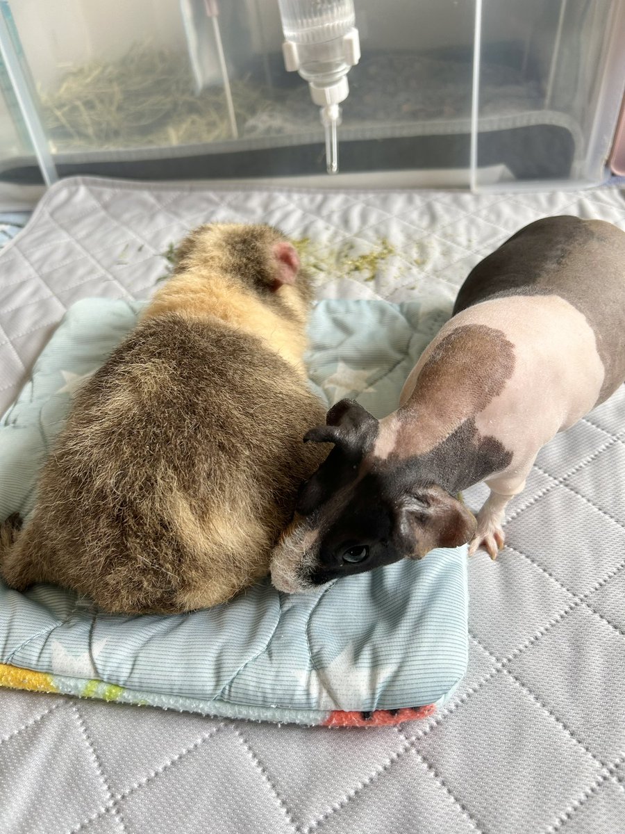 suwapuiuli485's tweet photo. 昨日は地元のモル友さんちへお宅訪問。
スキニー×スキニー×テディの
争わず威嚇せず穏やかすぎる男子会♂︎ https://t.co/YJFSNKmFLX