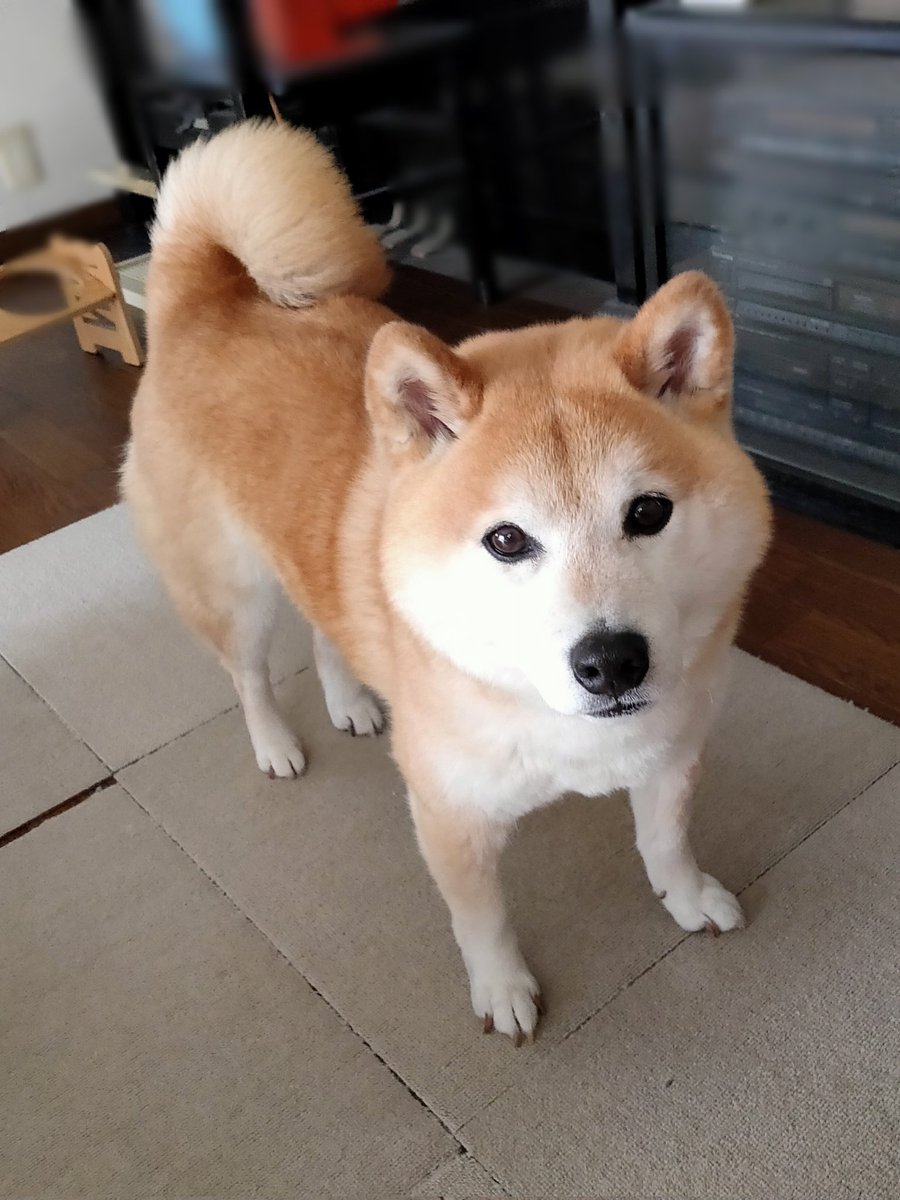 🐾風丸の日々🐾 tweet media