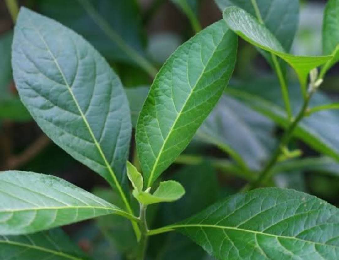 ClipStreamHQ tweet media