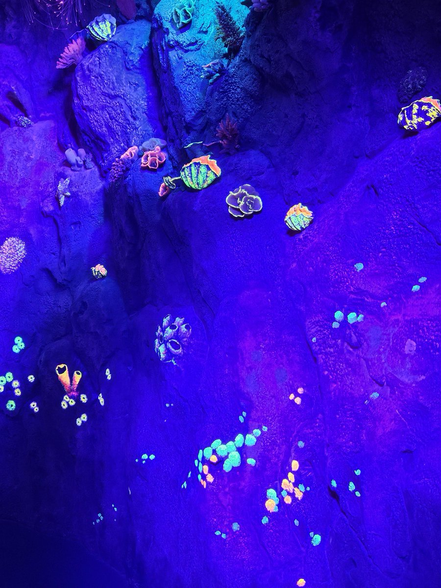 랫서🦋 아강이 되 tweet media