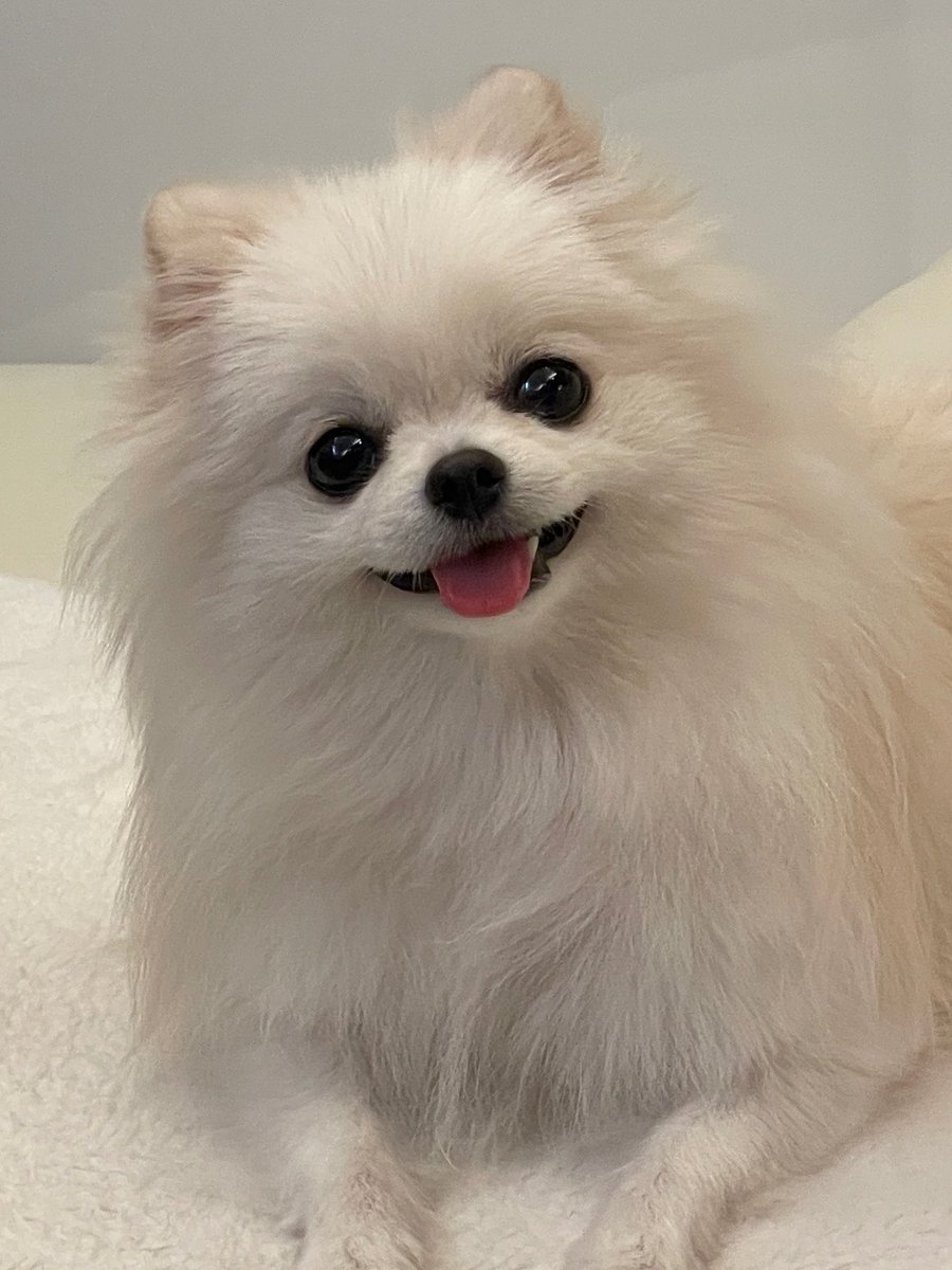 ポメラニアンのえま🐶🍼‎🤍 tweet media